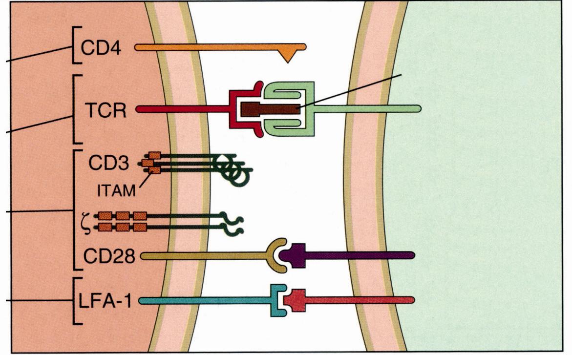 T Hücre Aktivasyonunun Başlangıcı: İmmünolojik Sinaps CD4 + T Hücresi Yüzey R MHC Sınıf II + ASH