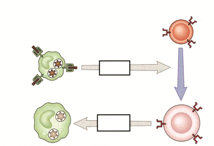 Makrofaj- Yardımcı T Hücre (CD4 + ) Etkileşimi Antijen olarak mikrobu sunan makrofaj Naif CD4 + T hücresi İL-12 İFN-g