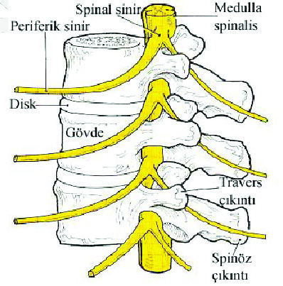 SPINAL KORD (1) Spinal kord 33 vertebradan oluşur ve piyamater ile çevrilidir.