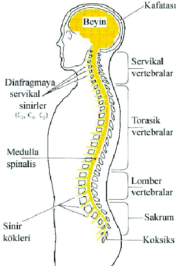 SPINAL KORD (2) Her vertebradan düzenli olarak birer çift sinir çıkar. Yalnız C7 den iki çift çıkar.