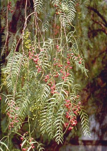 33 3.1.5.4. Yalancı Karabiber (Schinus molle) Anacardiaceae familyasındandır. Kaliforniya biber ağacı ya da Peruvian mastik ağacı olarak da isimlendir.