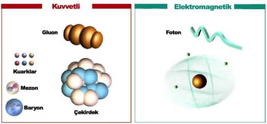 Temel Kuvvetler Kuvvet taşıyıcıları aracılığı ile doğada 4 temel etkileşme