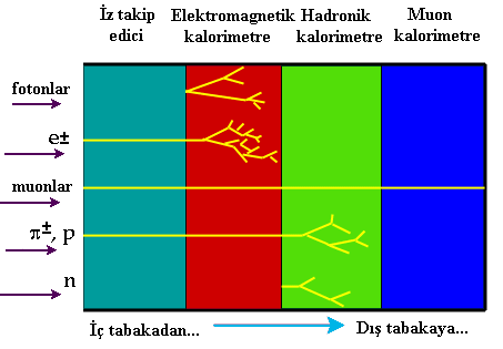 Detektörler Bir YED etkileşme noktası etrafını çevreleyen (tıpkı bir soğan gibi) alt detektörlerden oluşur. Böylece etkileşen parçacıkların detekte edilmeden kaçması engellenir.