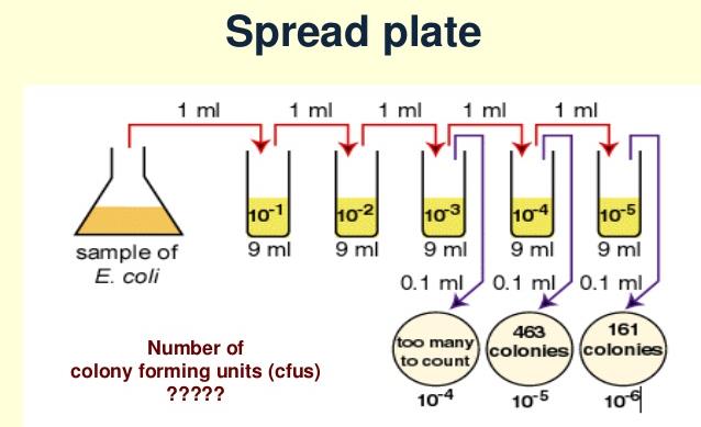 Koloni oluşturan birim sayısı??? kob/ml veya kob/g N= C / [V(n 1 +0.1 x n 2 ) x d)]?
