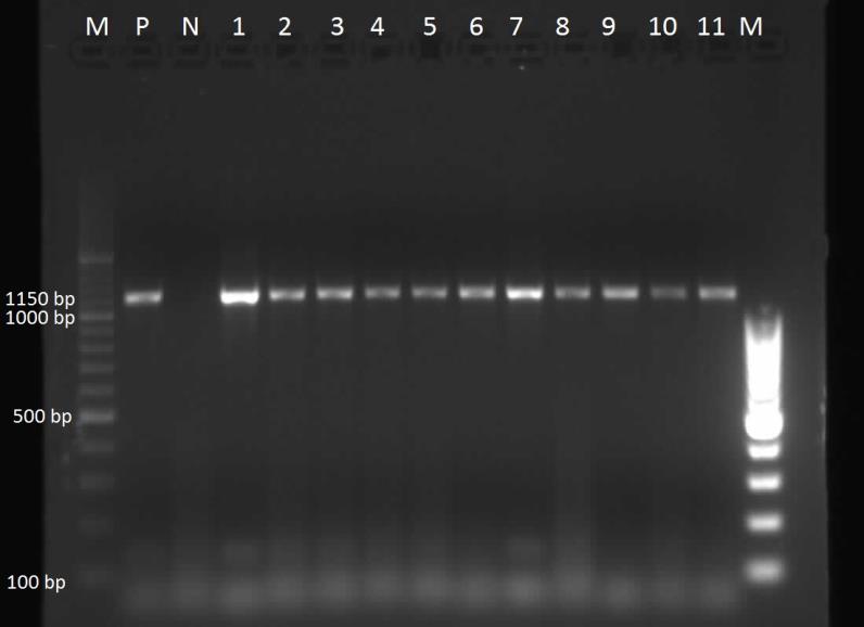 Şekil 3.1. PCR pozitif örneklerin elektroforez görüntüsü M:100 bp DNA ladder, P: L. garvieae pozitif kontrol, N: Negatif kontrol, 1-11: L.