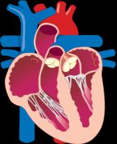GLP-1 reseptör ekspresyonu beyin 2 kalp 2 akciğerler 2 mide / GI sistem 2 böbrek 2 pankreas 1 immün hücreler Endotel hücreleri 3 1.Dillon, J.S. et al.