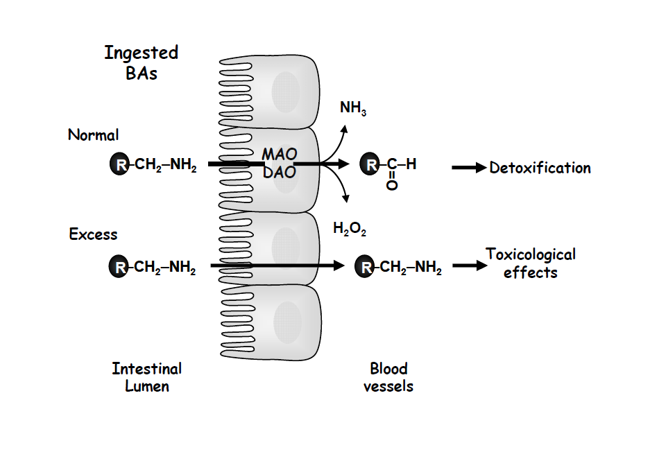 Sindirilen Biyojen Aminler Normal miktarda alınan Detoksifikasyon Aşırı miktarda alınan Toksikolojik Etki Bağırsak lumeni Kan dolaşımı Şekil 16- Biyojen aminlerin detoksifikasyonu Gastrointestinal