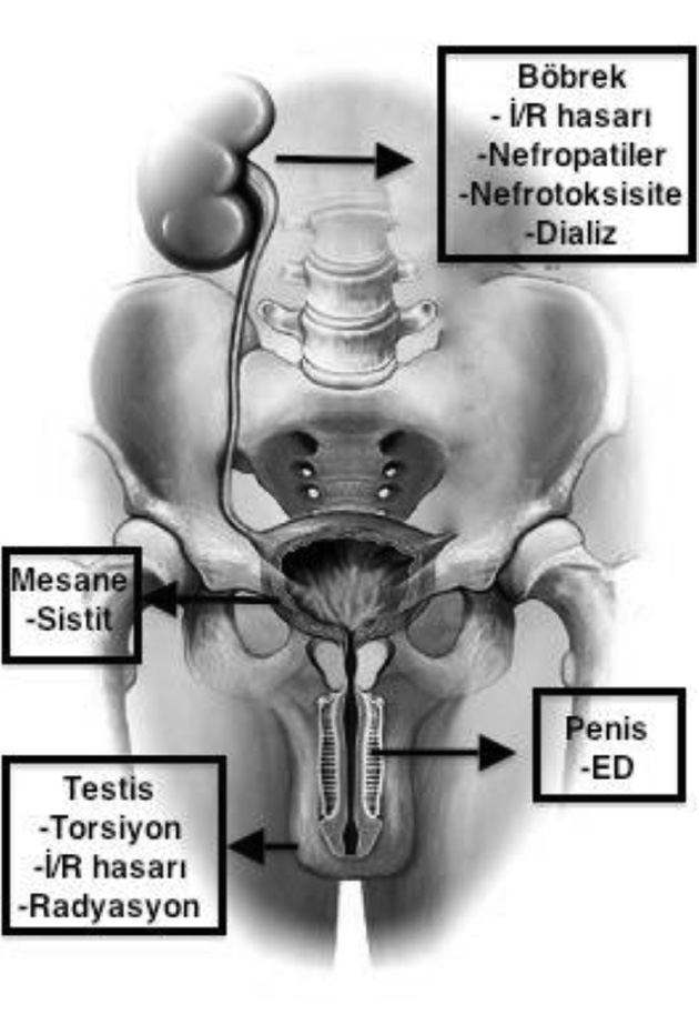 Yeni Üroloji Dergisi - The New Journal of Urology 2015; 10 (2): 68-73 Şekil 2.