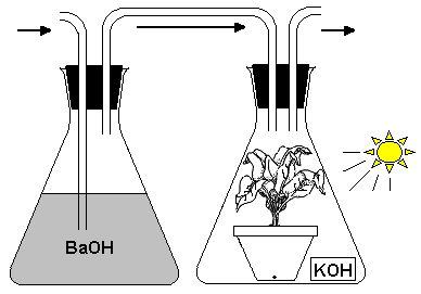 FOTOSENTEZLE LĐGĐLĐ DENEYLER DENEY 1 :Fotosentezde CO2 gerekliliği Yukarıdaki kurulu düzende gazoz ilave ediliyor. (Gazozun içinde CO 2 var.) CO 2 eklenince gaz çıkışı fazlalaşıyor. Çıkan gaz O 2 dir.