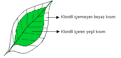 giden havaya CO 2 ve O 2 vardır.o 2 gerekli değildir.fotosentez sonucu elde edilen O 2 miktarı kullanılandan fazladır.