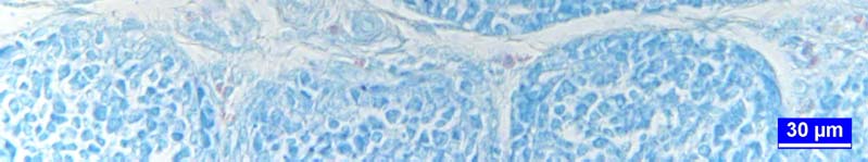 Şekil 3: 2 günlük keklikte bursa Fabricii kesiti. IFE: interfoliküler epitel, FAE: folikül ilişkili epitel, M: medula, K: korteks, ok: granülositik hücreler. Panoptik boyama.