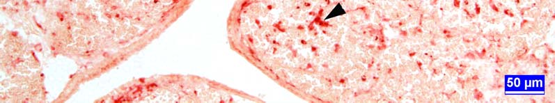 Şekil 8. 4 haftalık kekliklerde bursa Fabricii kesiti, IFE: interfoliküler epitel, FAE: folikül ilişkili epitel, ok başı: ANAE pozitif retikulum hücreleri, ok: ANAE pozitif lenfositler.
