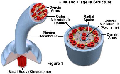 B) Titrek Tüyler (Cilia): Üst solunum yolu hücrelerinde ve tuba uterina gibi organlarda bulunarak tozların solunum