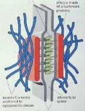 Kaderin Tutunma proteinleri Sitoplazmik plağa bağlanmış keratin
