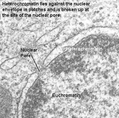 Kromatin DNA, histon, histon olmayan proteinler ve RNA dan