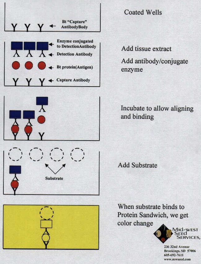 ELISA (Enzyme-Linked