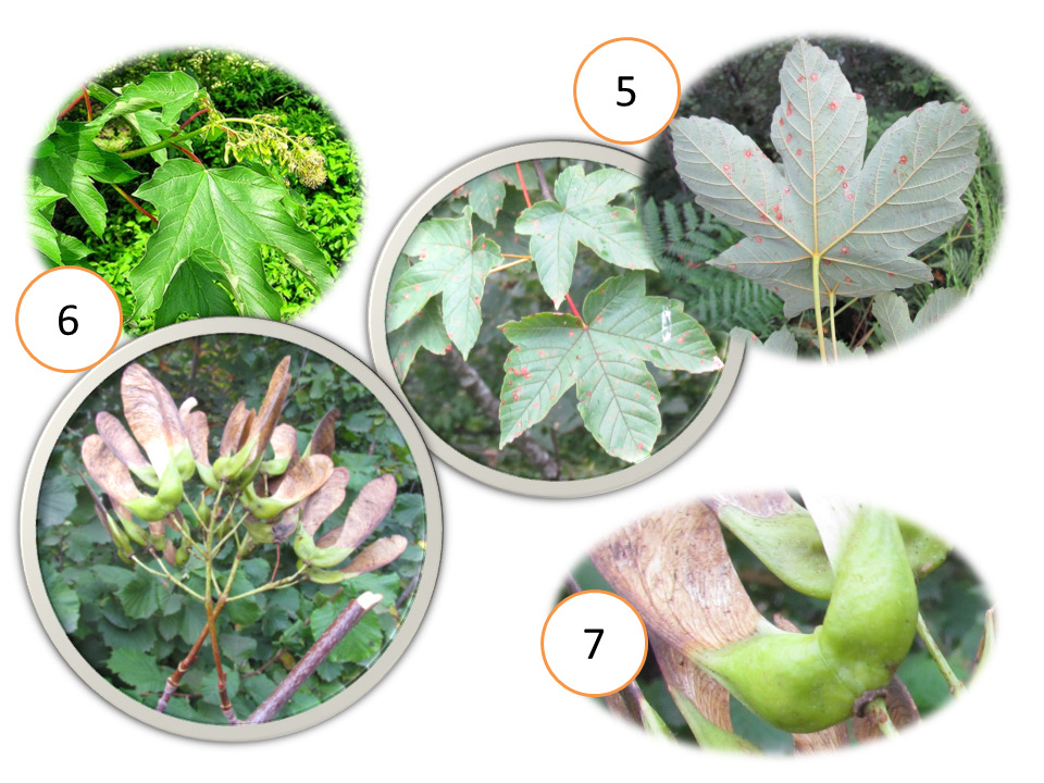 Some botanical characteristics of maple (Acer) species naturally occurring in Turkey Şekil 11. A. monspessulanum subsp.