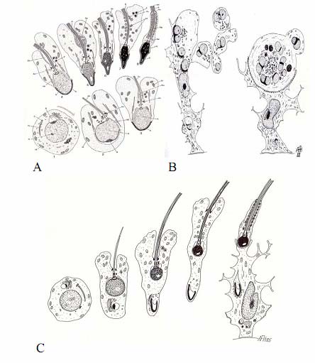 spermiyogenez denilen bir süreçle spermatozoalara dönüşür.