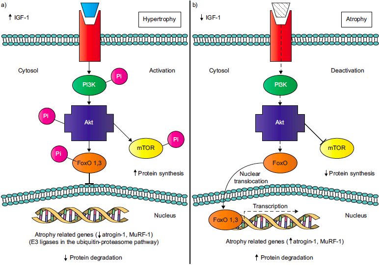 11 2.2.1. Atrofi Sürecinde Ubikütin-proteozom Sistem ve Lizozomal Yolak Hücrede proteolitik sistemin aktivasyonu, birçok genin transkripsiyonundaki artış ve azalma ile düzenlenir.