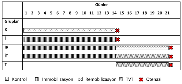 27 soleus kasları izole edilmiştir. Böylece TVT nin immobilizasyon sonrasında oluşan atrofi üzerine etkisinin belirlenmesi amaçlanmıştır.