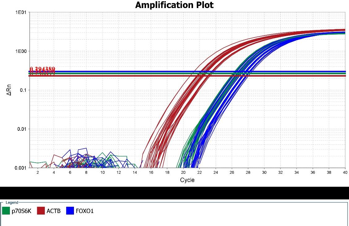 41 Şekil 4.7-4.8 de FoxO1 ve p70s6k gen ekspresyonları amplifikasyon grafikleri verilmiştir. Şekil 4.7. FoxO1 ve p70s6k genleri için 1.