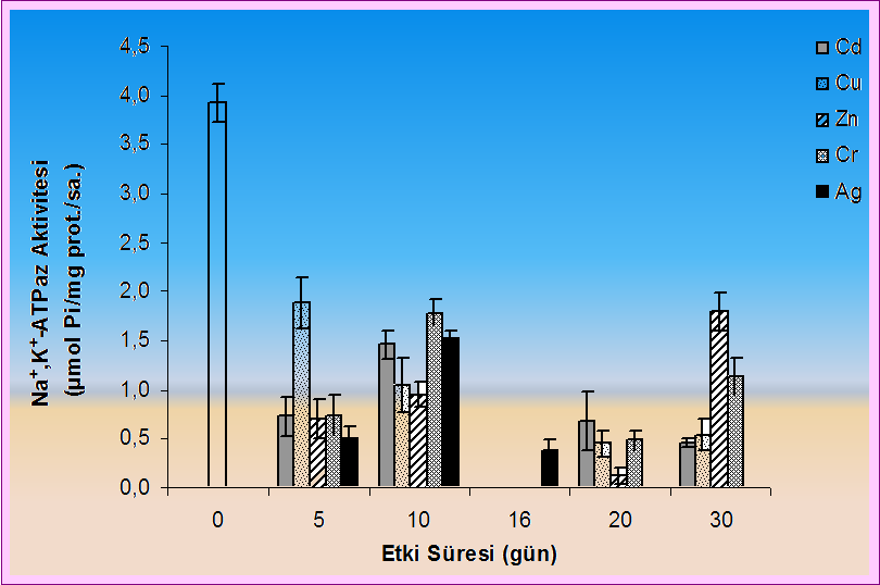 etkileri Kronik metal etkisinde bazı antioksidan enzimlerdeki