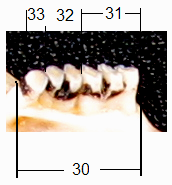 Şekil 3.5 Maksillar dişlerin görünüşü ve alınan ölçüler Şekil 3.6 Mandibular dişlerin görünüşü ve alınan ölçüler 3.