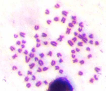 Şekil 4.12 M.t. intraponticus un karyotip plak fotoğrafı 4.4.3 M.t. blackleri nin karyotipi Canlı olarak yakalanan 23 örnekten 4 tanesi karyolojik çalışma için kullanıldı.