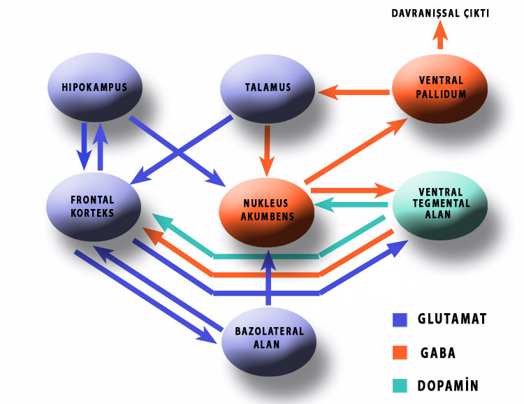 36 Şekil 16: Madde bağımlılığındaki Nöronal yollaklar: Glutamaterjik projeksiyon nöronları mor ile; GABAerjik projeksiyon nöronları turuncu, dopaminerjik nöronlar yeşil ile gösterilmektedir.