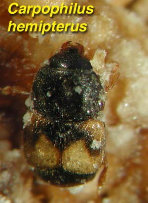 Larvaları 5-7 mm. boyda ve sarımsı renktedir. Vücut üzeri kıllarla kaplıdır. Kışı ambarlarda ergin veya pupa döneminde geçiren bu türün erginleri iyi uçucudurlar.