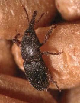 Larva sarımsı beyaz renkte, 2,5-3 mm. boydadır. Bacakları yoktur.