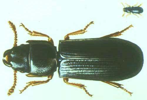 Tenebrioides mauritanicus (L.) (Ekin kara böceği) Erginlerin boyu 6-11 mm. olup parlak siyahımsı gri veya kırmızımsı siyah renktedir. Vücudu uzun ve yassıdır.