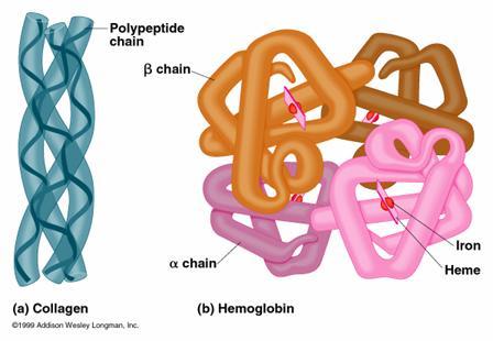 KUATERNER (DÖRDÜNCÜL) YAPI Birden fazla polipeptit zinciri içeren (oligomerik) proteinlerde zincirler arası etkileģim Alt birimlerin R