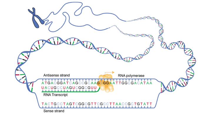 Transkripsiyon (RNA