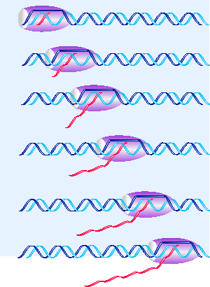 Bu kabarcıkta DNA sarmalı geçici olarak