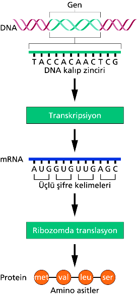 Transkripsiyon Transkripsiyon DNA molekülündeki bilginin RNA nükleotid dizisi haline çevrilmesi