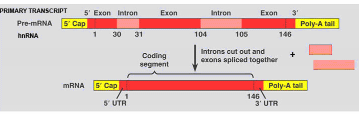 İntronların çıkarılması Ökaryotik öncü (pre) mrna lar genellikle intron içerirler (ve bazı virüsler).