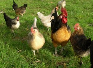 Gezen Tavuk mekanlarda etlerin maliyetine düşürmek için hangisi ucuz ise onu müşterilerine sunmaktadır. Tat farkını da çeşitli bulyonlar, baharatlar ve Çin tuzu gibi maddeler kullanarak kapatmaktadır.