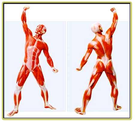 KASLAR *Bütün vücudumuz kaslarla kaplıdır ve kaslarımız sayesinde kemiklerimizi hareket ettiririz.