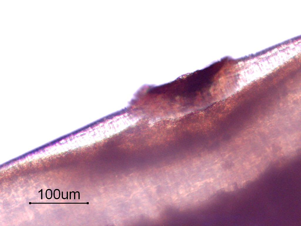 67 T. discolor Erkeklerinin 46,5(40-52) mm, dişilerinin ise 49(47-51) mm boyunda olduğu saptanmıştır. Erkeklerde spikülüm uzunluğu 1711(1650-1795) µm olarak tespit edilmiştir.
