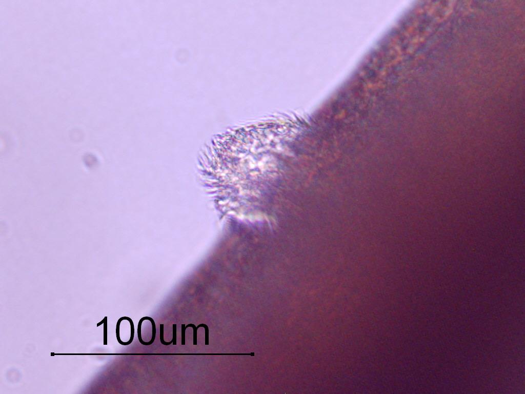 68 T. ovis Erkeklerinin 48,5(40-57) mm, dişilerinin ise 51(47-55) mm boyunda olduğu saptanmıştır. Erkeklerde spikülüm uzunluğu 5050 (4803-5302) µm olarak tespit edilmiştir.