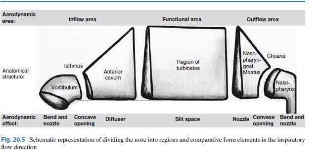 Mlynski 2013, Nasal Physiology and Pathophysiology