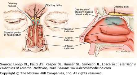 Nasal anatomi ve koku Koku algısı: Olfaktör sinir (CN I) Trigeminal sinir (CN V) Glossofaringeal sinir (CN IX)