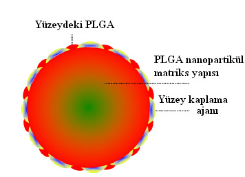 Ankara Ecz. Fak. Derg., 38 (2) 137-154, 2009 145 Şekil 4. Đnternal kaplama metodunun genel şematik gösterimi (38).