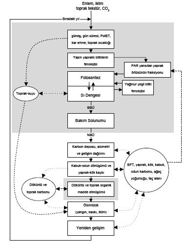 3.MATERYAL VE METOD Cenk DÖNMEZ Şekil 3.18. BIOME-BGC Modeli kavramsal yapısı (Thornton, et al., 2002). Model, ekosistem dinamikleri ve süreçlerinin modellenmesi için esnek bir platformdur.