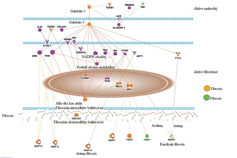 28 Şekil 2.1. Galektin-3 ün fibrozis olayındaki fonksiyonu (83).