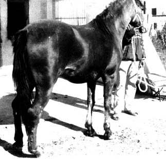 A horse with cutaneous