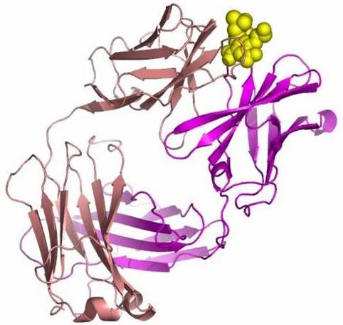 3. Neoantijenik Epitop: Proteinler kovalent modifikasyonlara tabi tutulursa (fosforilasyon, spesifik proteoliz gibi) kovalent yapı değişir ve yeni antijenik epitoplar oluşur.