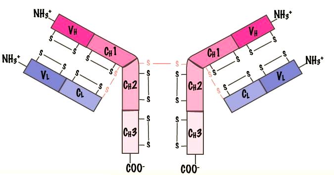 sağlayan, aşırı değişken aminoasit rezidüeleri olan hipervariable bölgelerin bulunabileceğini öne sürdü. X-ray kristalografi çalışmaları ile kısa süren tartışmalar sonunda da bu fikir kabul edildi.