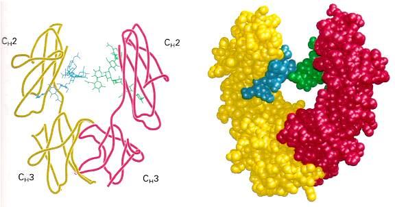 Şekil III. 15. Antikor molekülünün Fc ünitesi yapısı. H zinciri (kırmızı ve sarı), karbonhidrat üniteleri (yeşil ve mavi). Sağda şematik diyagram, solda atomik model. [drawn from 1fc1.pdb. J.